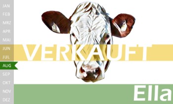 tr�chtige Fleckvieh Kalbin zu verkaufen, beweidet und ruhig